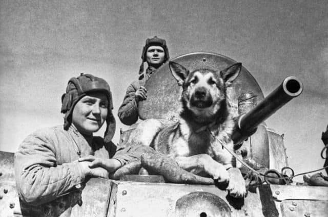 Dogs in the Second World War – LAPA (Helping animals in Russia)